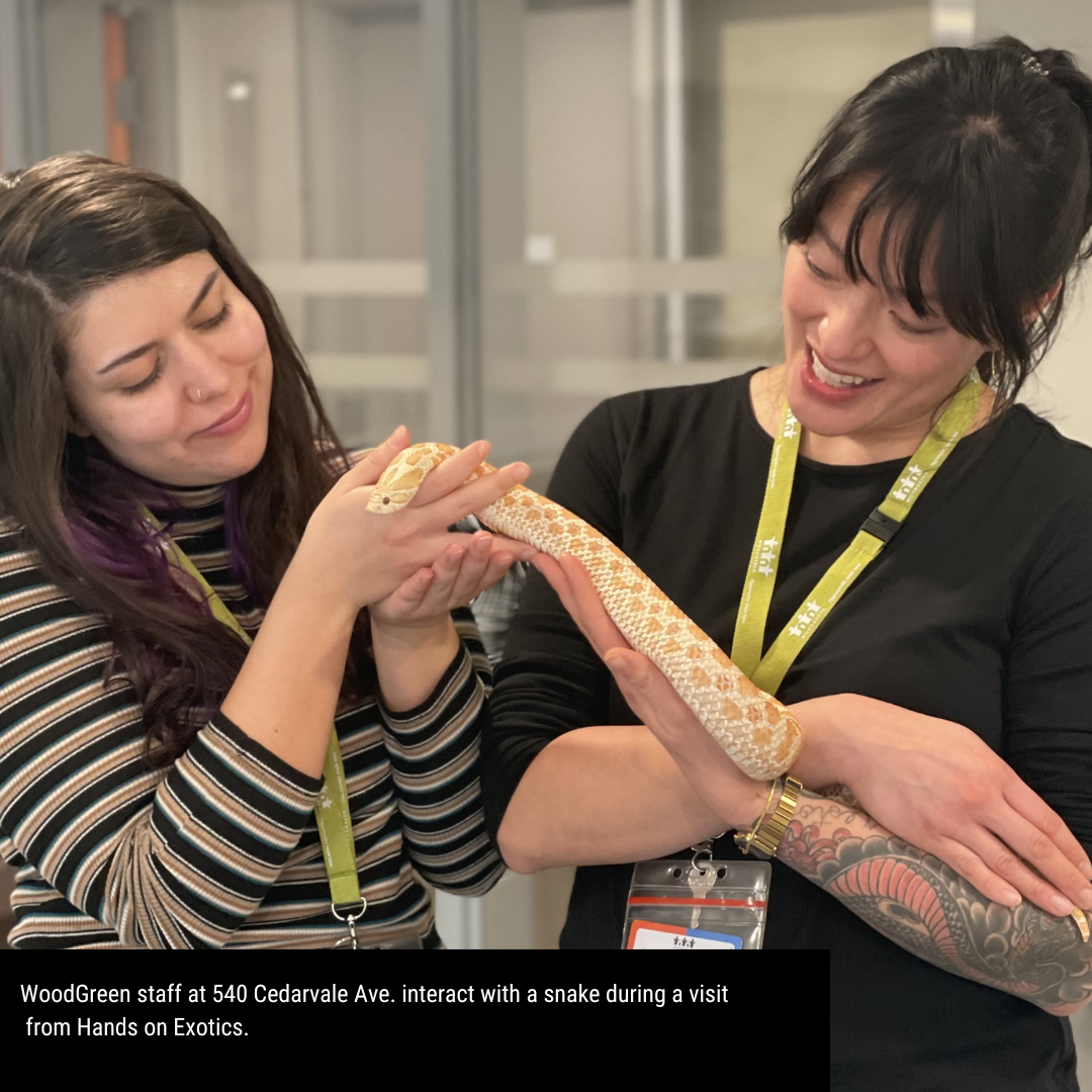 WoodGreen staff interact with a snake during a visit from Hands on Exotics